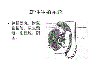 雄性生殖系统.ppt