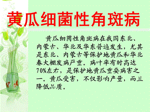 黄瓜细菌性角斑病.ppt