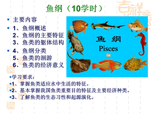 鱼纲形态特征.ppt