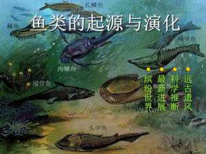 鱼类的起源与演化.ppt
