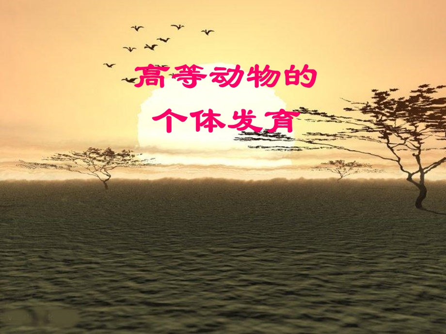 高等动物的个体发育2.ppt_第1页