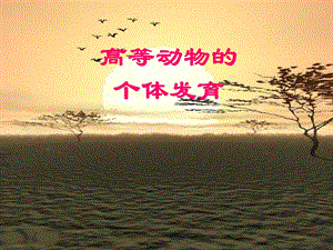 高等动物的个体发育2.ppt