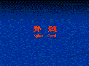脊髓和脊神经.ppt