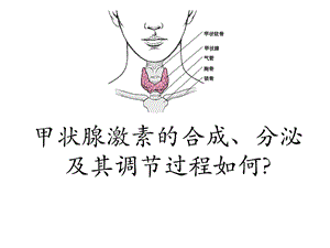 甲状腺激素的合成拓展用.ppt