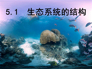 生态系统的结构PPT.ppt