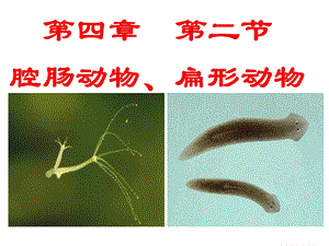 2腔肠动物、扁形动物.ppt