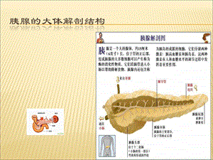 胰腺的组织解剖.ppt
