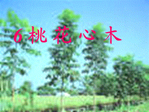 3桃花心木2.ppt