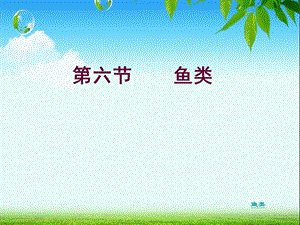 46第六节鱼类.ppt