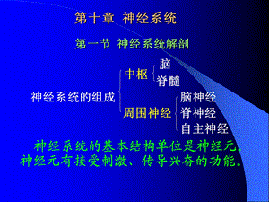 10神经系统.ppt