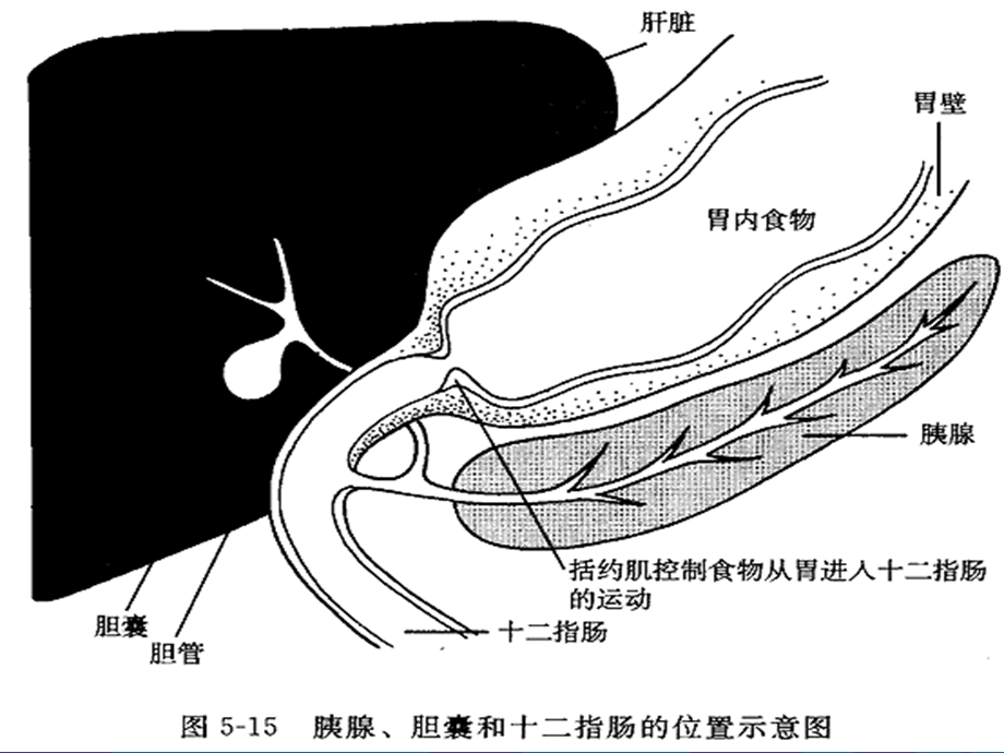 血液灌流在胰腺炎救治中的应用.ppt_第3页
