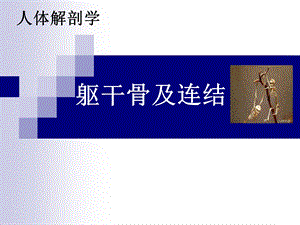 躯干骨及连结.ppt