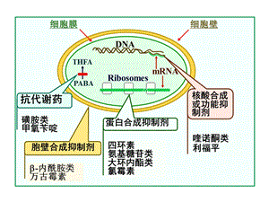 蛋白合成抑制剂.ppt
