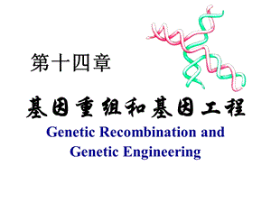 自然界的基因转移和重组.ppt
