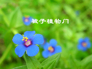 药用植物学被子植物门.ppt