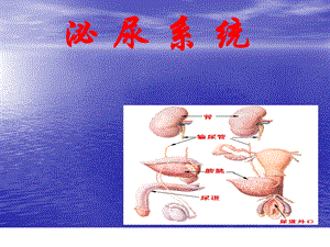 解剖泌尿系统.ppt