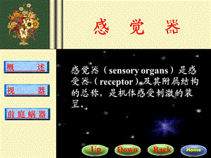 解剖课件视器.ppt
