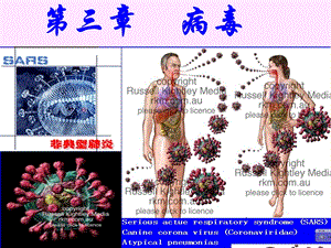 病毒与亚病毒学习课件.ppt