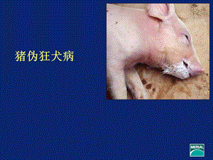 猪伪狂犬病.ppt