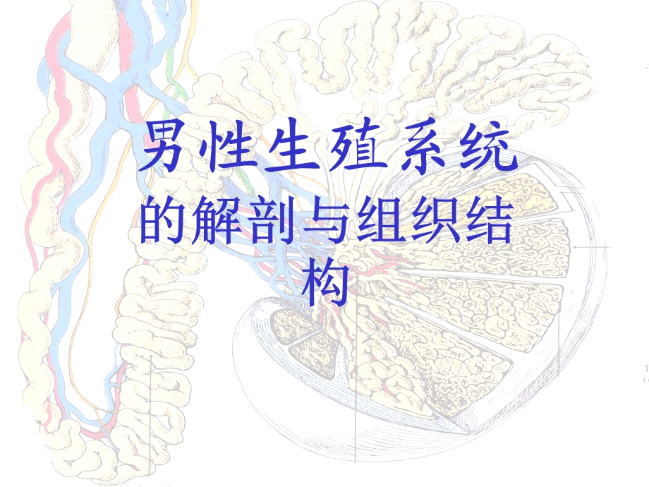 男性生殖系统教学课件.ppt_第3页