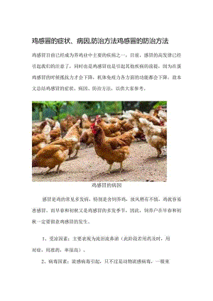 鸡感冒的症状、病因、防治方法-鸡感冒的防治方法.docx