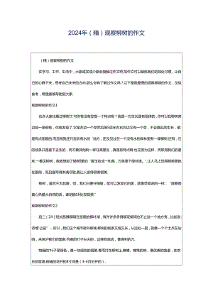 2024年（精）观察柳树的作文.docx
