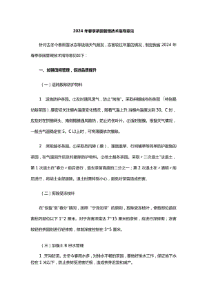 山东2024年春季茶园管理技术指导意见.docx