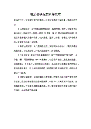 番茄老秧促发新芽技术.docx
