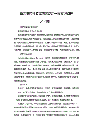 番茄细菌性软腐病害防治—图文识别技术（图）.docx