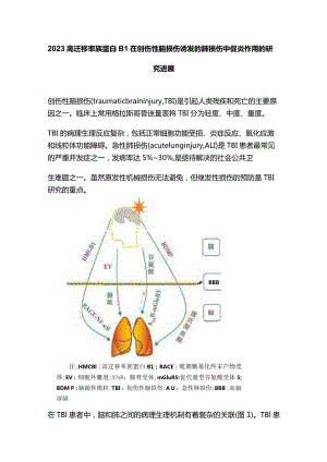 2023高迁移率族蛋白B1在创伤性脑损伤诱发的肺损伤中促炎作用的研究进展.docx