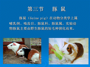 实验动物生物学特性豚鼠等ppt.ppt
