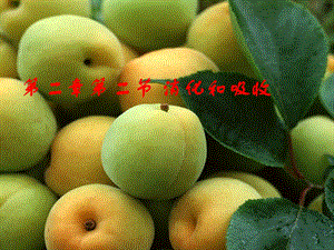 消化和吸收2.ppt
