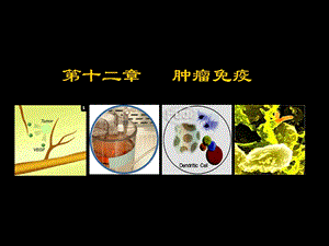 第十二章肿瘤免疫.ppt