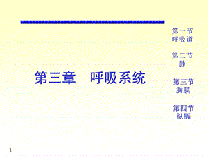 系统解剖学呼吸系统PPT.ppt