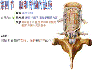 脑和脊髓的被膜、脑脊液和血管医学幻灯片.ppt