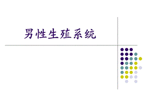 男性生殖系统.ppt