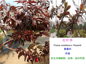 园林植物名称及图片.ppt