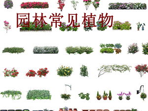 园林常见植物介绍PPT.ppt