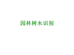 园林树木识别稿.ppt