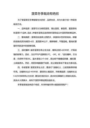 菠菜冬季栽培有绝招.docx