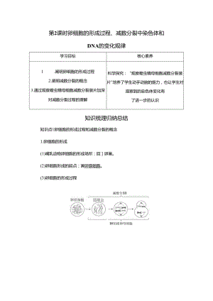 2023-2024学年 人教版 必修二 卵细胞的形成过程、减数分裂中染色体和DNA的变化规律 学案.docx
