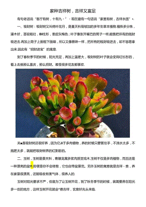 家种吉祥树吉祥又富足.docx