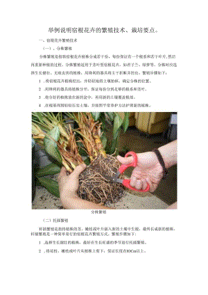 举例说明宿根花卉的繁殖技术、栽培要点.docx