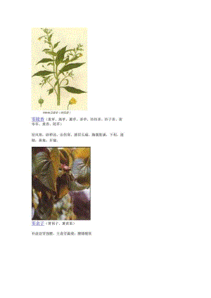 3000种中医药材第1301-1400种.docx