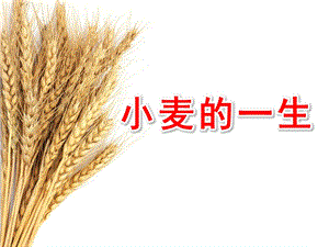 中班社会《小麦的一生》PPT课件教案小麦的一生大班.pptx