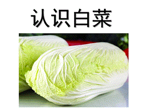 中班科学《认识白菜》PPT课件教案幼儿园科学活动《认识白菜》.pptx