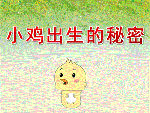 中班科学《小鸡出生的秘密》PPT课件教案PPT课件.pptx