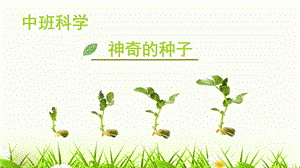 中班科学《神奇的种子》中班科学《神奇的种子》微课件.pptx