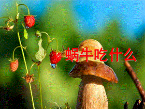 中班科学活动《蜗牛吃什么》PPT课件教案蜗牛吃什么.pptx