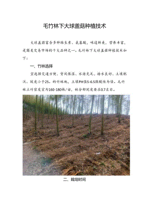 毛竹林下大球盖菇种植技术.docx